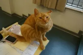 学术猫